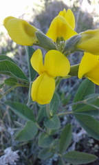 Thermopsis