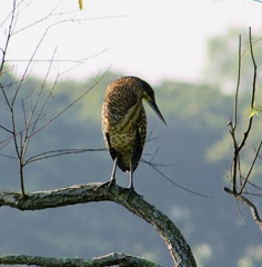 Tigrisoma mexicanum
