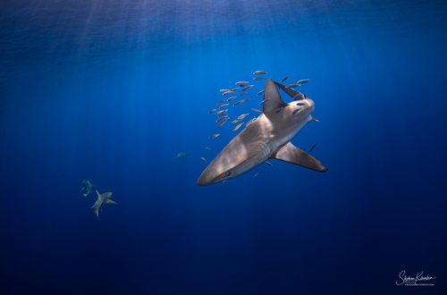 Galapagos shark (Carcharhinus galapagensis) — Carcharhinidae