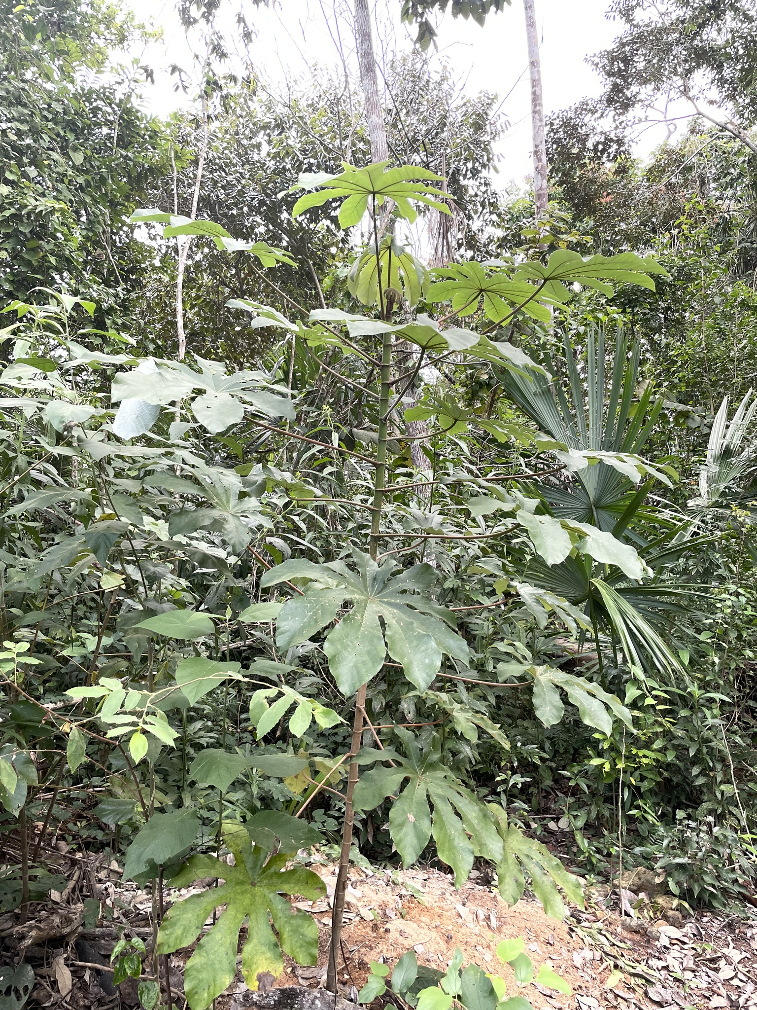 Cecropia peltata L.