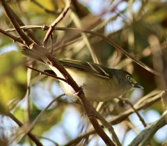 Vireo griseus