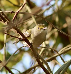 Vireo griseus
