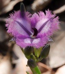 Thysanotus multiflorus