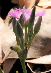 Thysanotus multiflorus