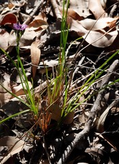 Thysanotus multiflorus