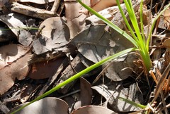 Thysanotus multiflorus