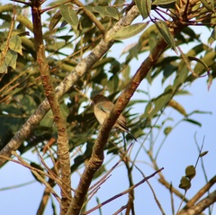 Passerina cyanea