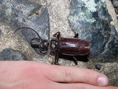 Stenodontes exsertus