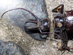 Stenodontes exsertus
