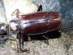 Stenodontes exsertus
