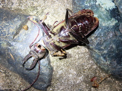 Stenodontes exsertus