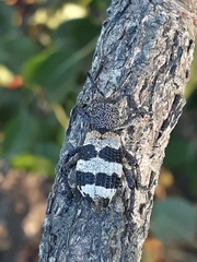 Aegorhinus phaleratus