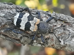 Aegorhinus phaleratus