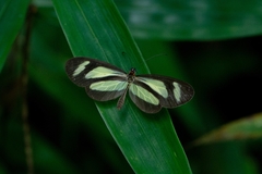Aeria olena