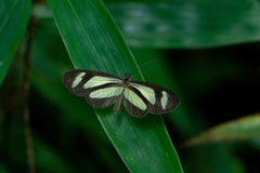 Aeria olena