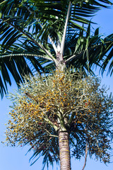 Archontophoenix alexandrae