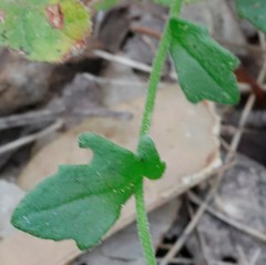 Scaevola microphylla