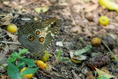 Dasyophthalma creusa