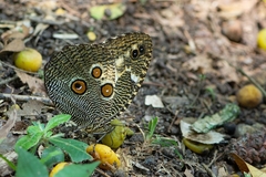 Dasyophthalma creusa