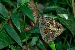 Dasyophthalma creusa