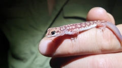 Rhynchoedura ormsbyi