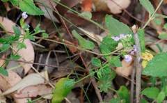 Scaevola microphylla