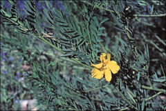 Petalostylis labicheoides