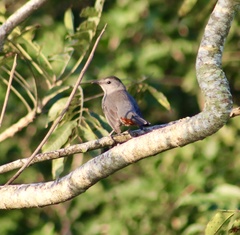 Dumetella carolinensis