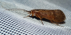 Halesus radiatus