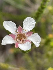 Leptospermum epacridoideum