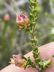 Leptospermum epacridoideum