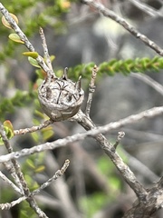 Leptospermum epacridoideum