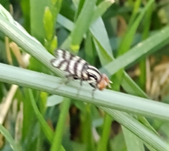 Pterotaenia fasciata