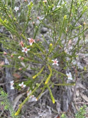 Leptospermum epacridoideum