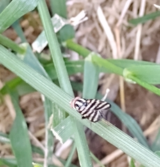 Pterotaenia fasciata