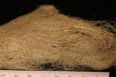 Usnea cavernosa
