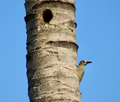 Melanerpes aurifrons