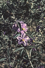Solanum sturtianum