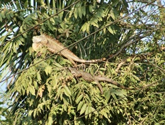 Iguana iguana