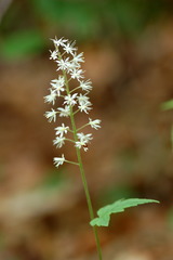 Tiarella austrina