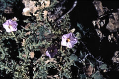 Solanum petrophilum