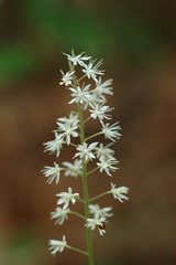 Tiarella austrina
