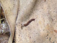 Stemmiulidae