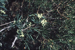 Pimelea microcephala