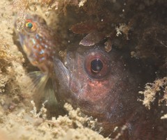 Vincentia novaehollandiae