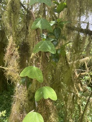 Passiflora colinvauxii