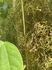 Passiflora colinvauxii