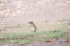 Toxostoma curvirostre