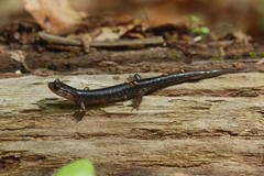 Plethodon shermani