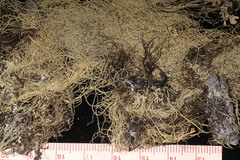 Usnea cavernosa